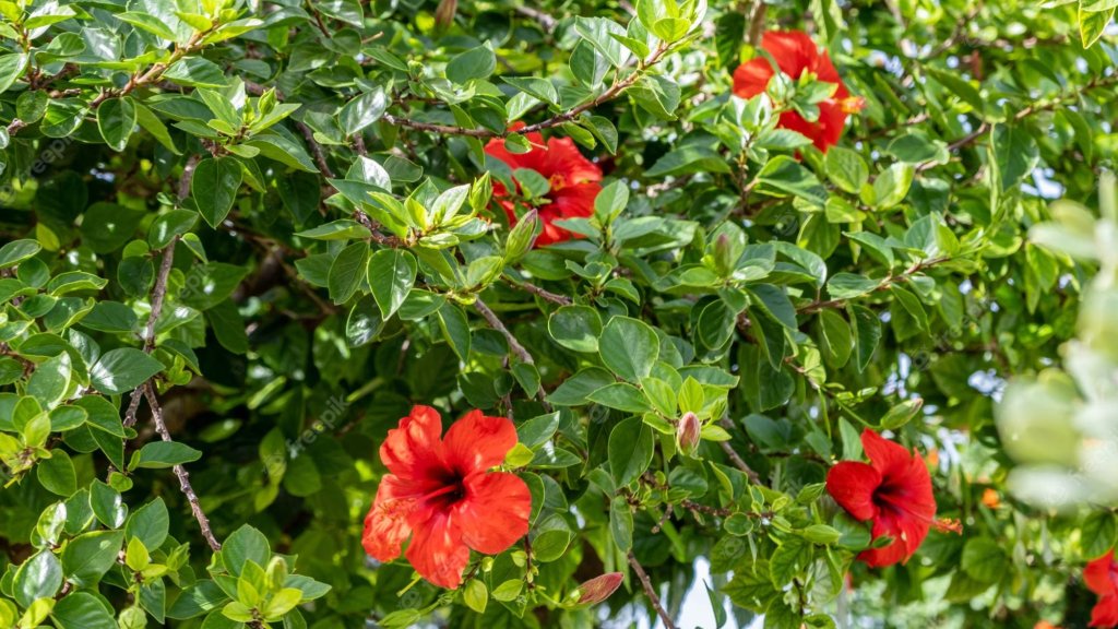 hibiscus tree