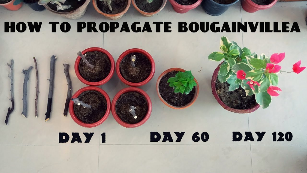 bougainvillea propagation