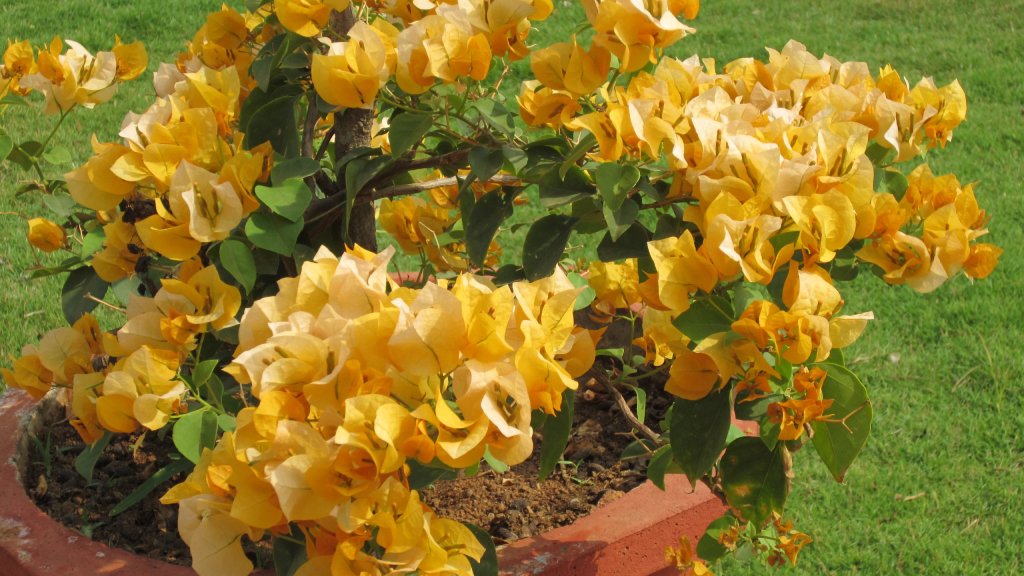 bougainvillea