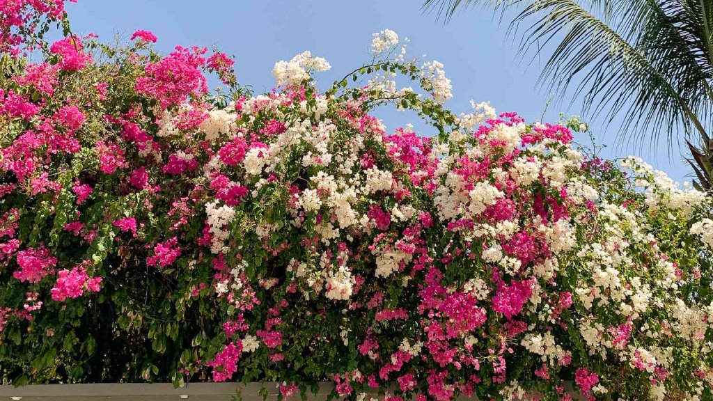 bougainvillea plants