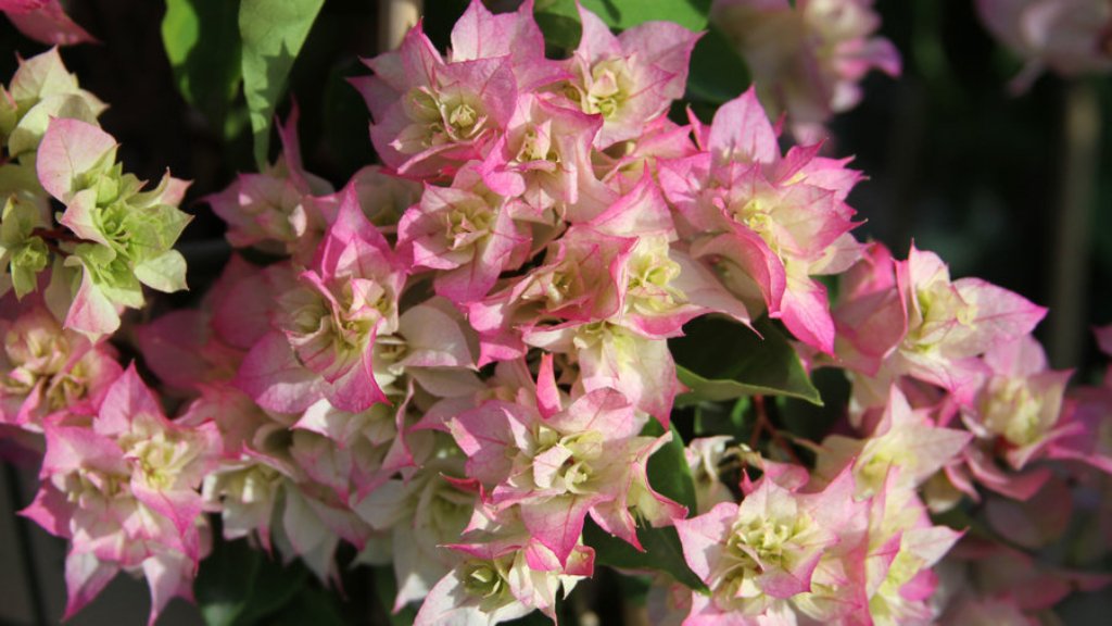 bougainvillea plant