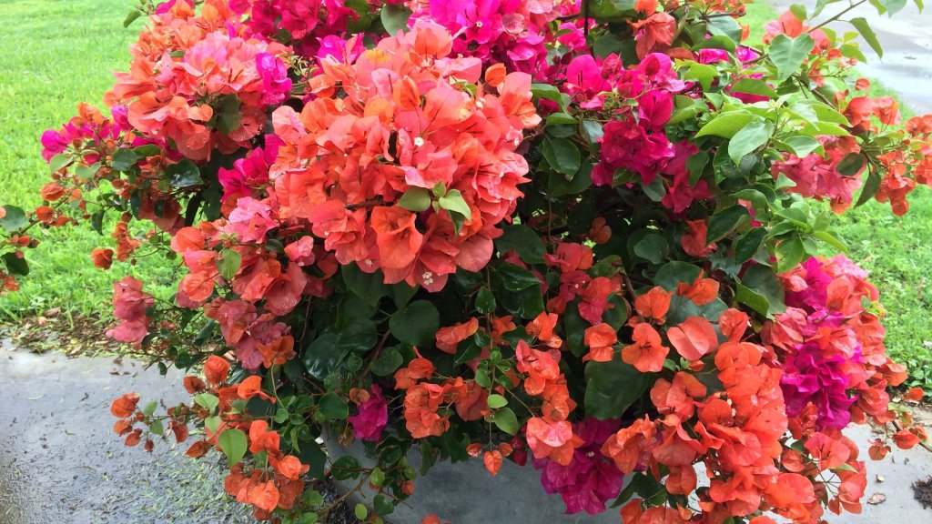 bougainvillea colors