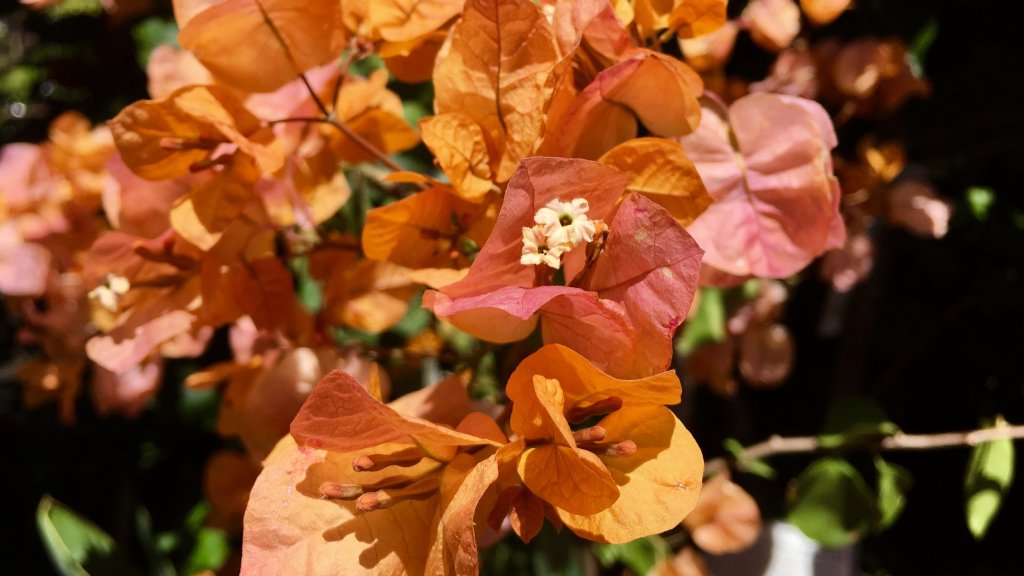 bougainvillea plant care