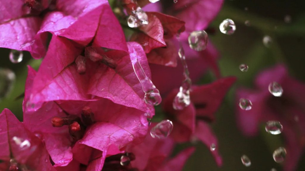 bougainvillea