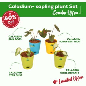 Caladium-Sapling Plant Set