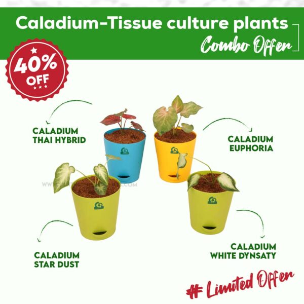 Caladium -Tissue Culture Plants