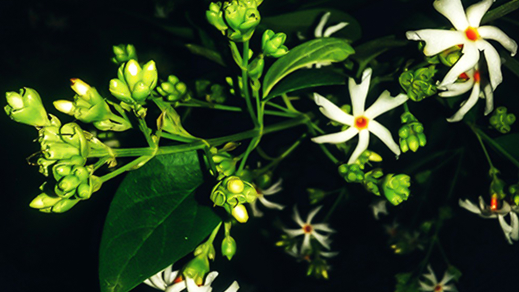 Night flowering jasmine
