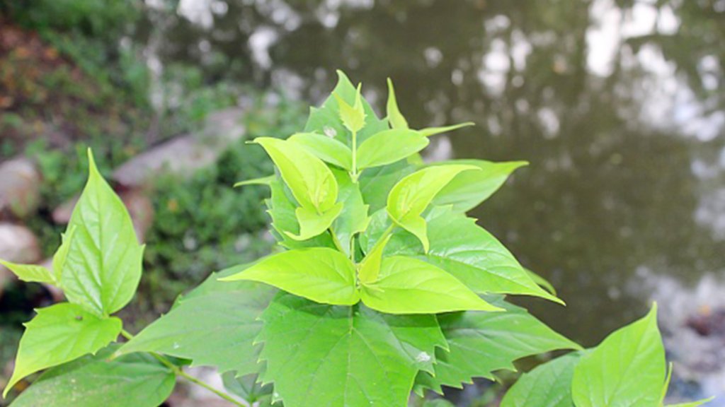 Parijat leaves