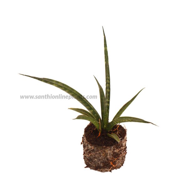 Sansevieria Fernwood Mikado-snake plant