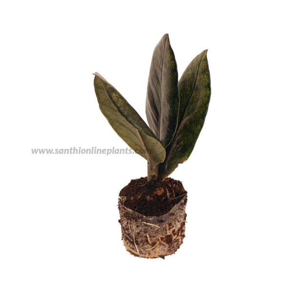 Zamia Black - ZZ Plant