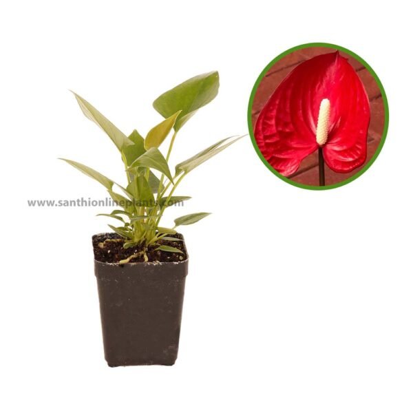 anthurium flame red