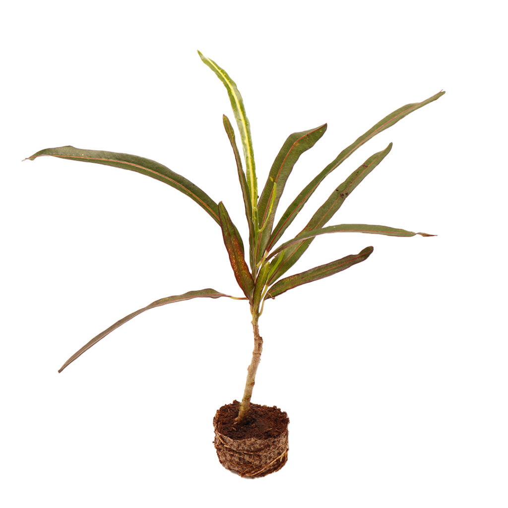 Long Leaf Croton-Codiaeum Variegatum - Santhi Online Plants Nursery