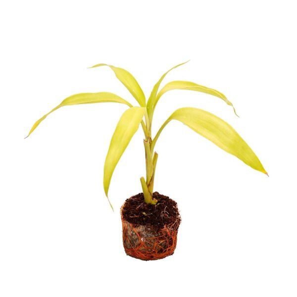 Dracaena Sanderiana-Lime Color