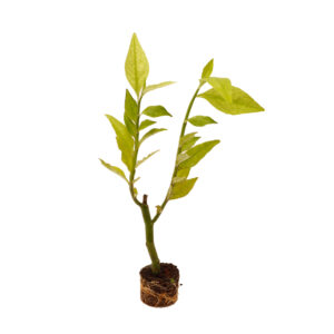 Euphorbia Tithymaloides-Green