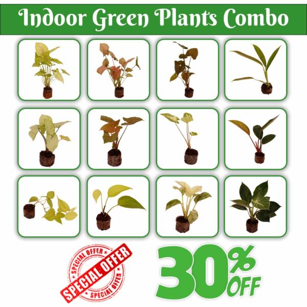 Indoor Green Plants Combo