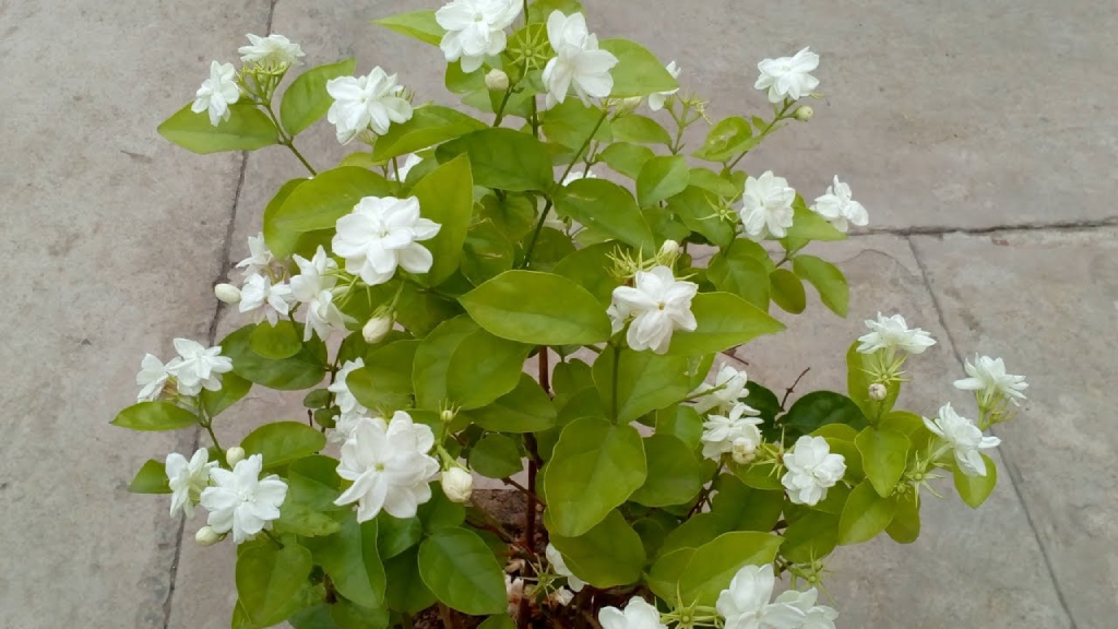 arabian jasmine or melati