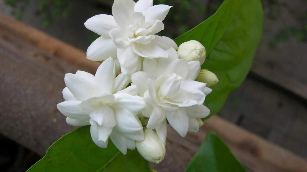 layered jasmine or gundumalli
