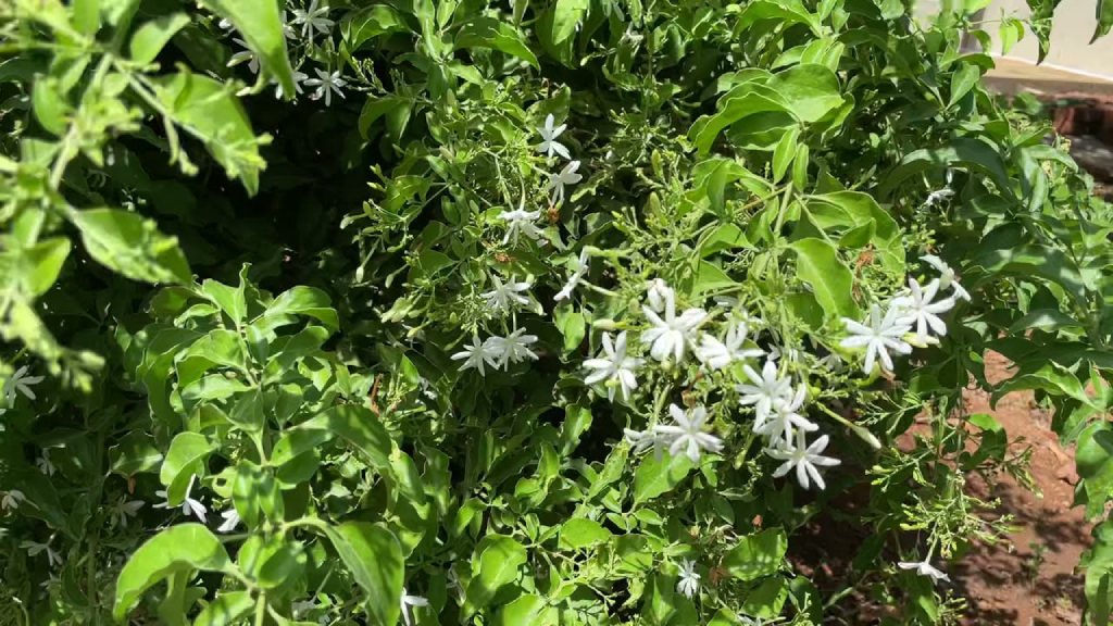 oosi malli or jasmine flower