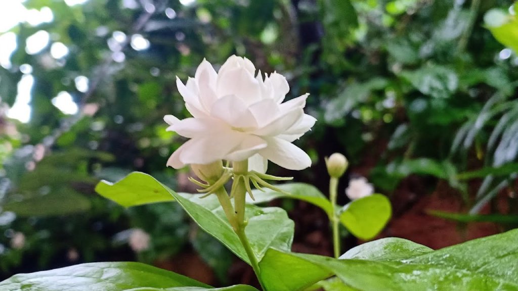 kodai malli or gundumalli