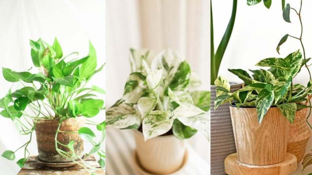 types of money plant