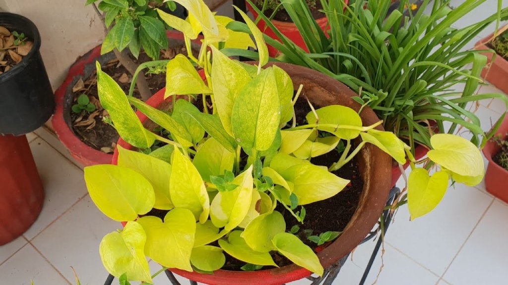 golden money plant