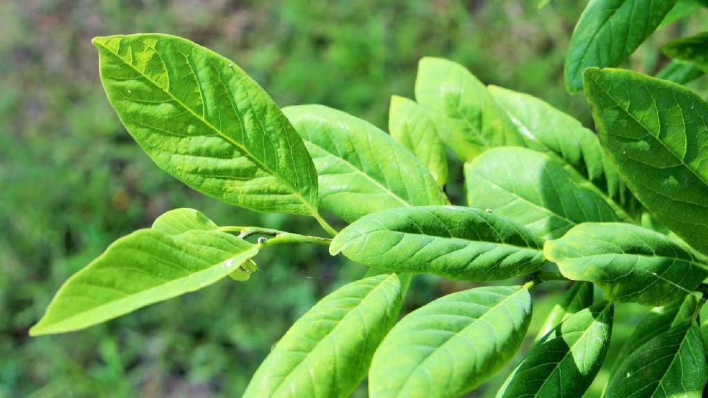 Custard Apple Leaf