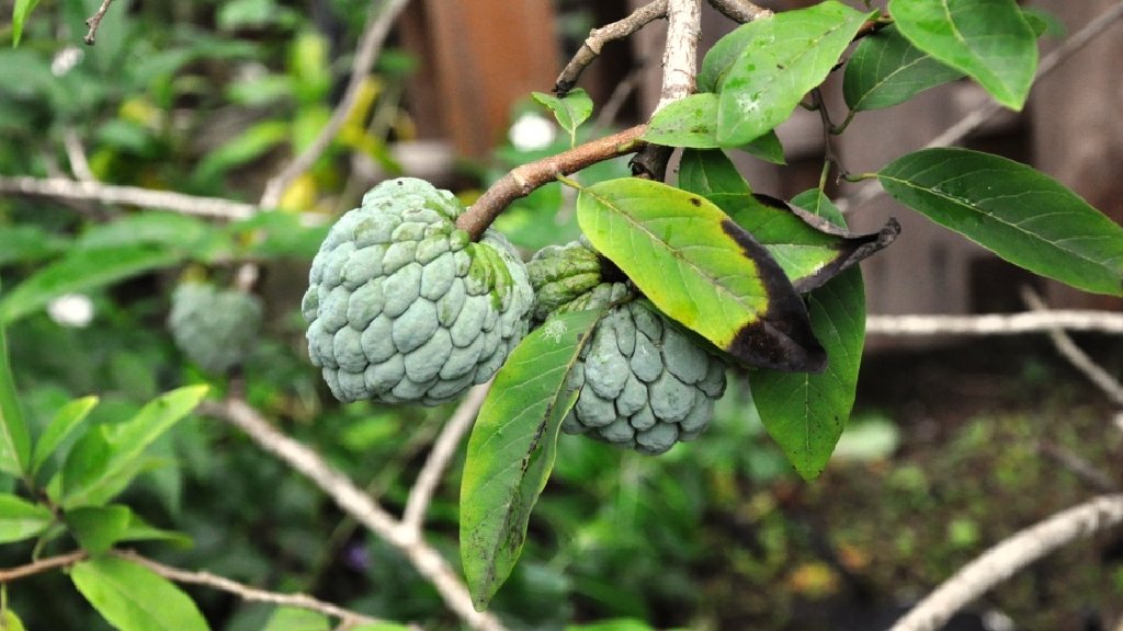 Annona reticulata