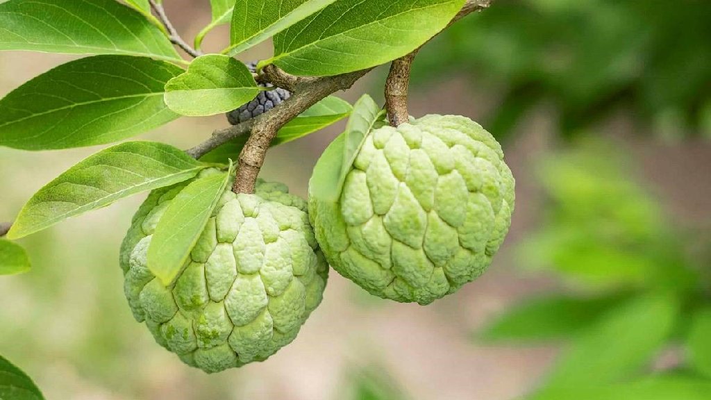 Custard Apple