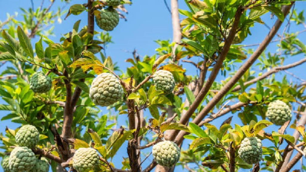 Custard Apple Tree