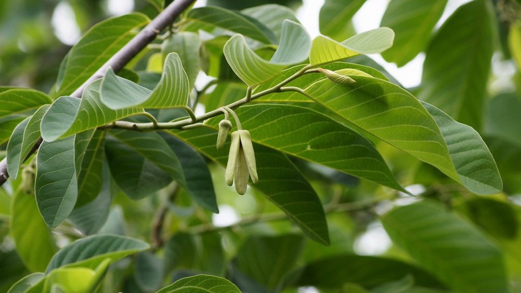 Custard Apple Flower