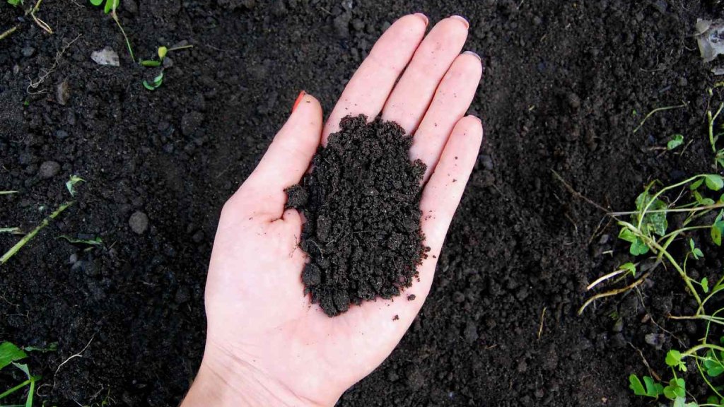 Soil