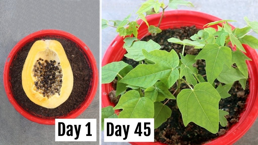 papaya propagation