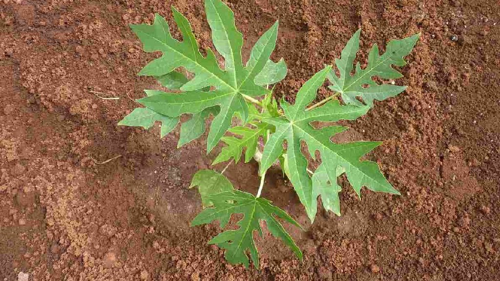 papaya leaf