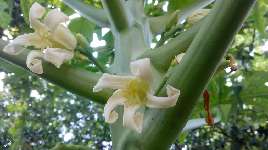 Carica papaya