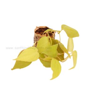 Philodendron Oxycardium Golden