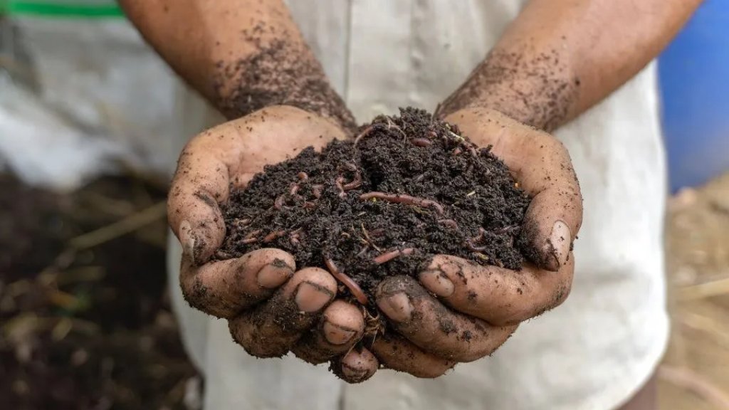 vermicompost