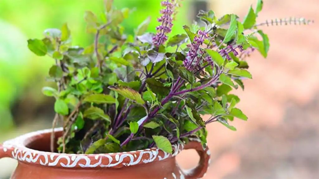 repotting