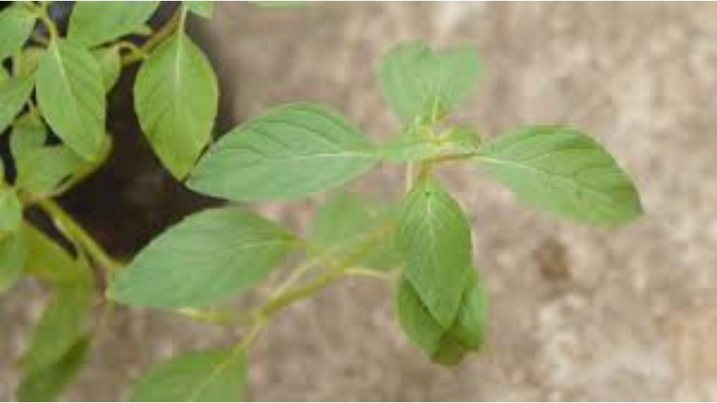 mint tulsi