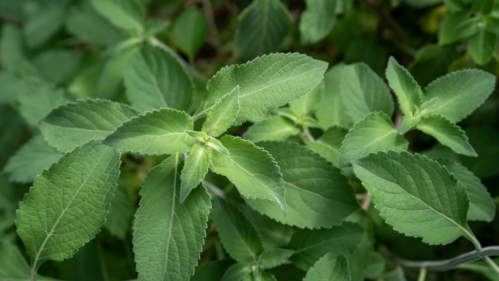 wild tulsi