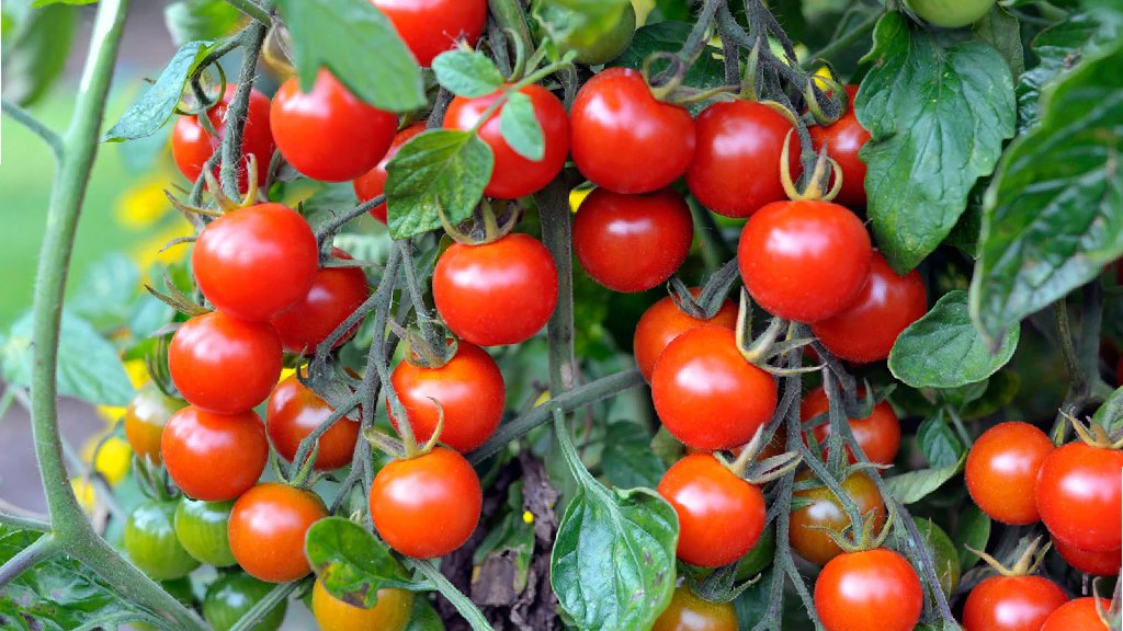 cherry tomato plant