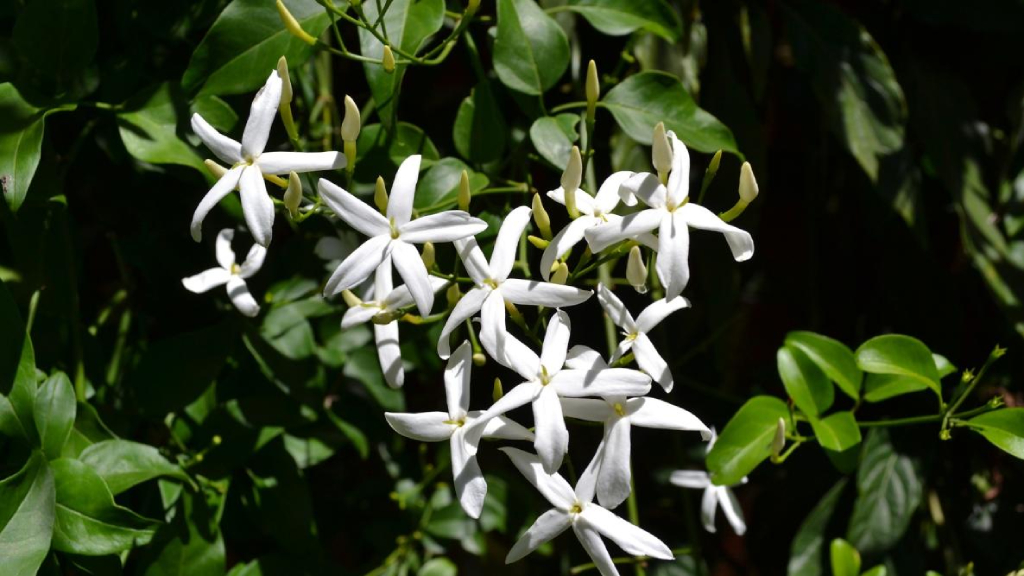 common jasmine flower