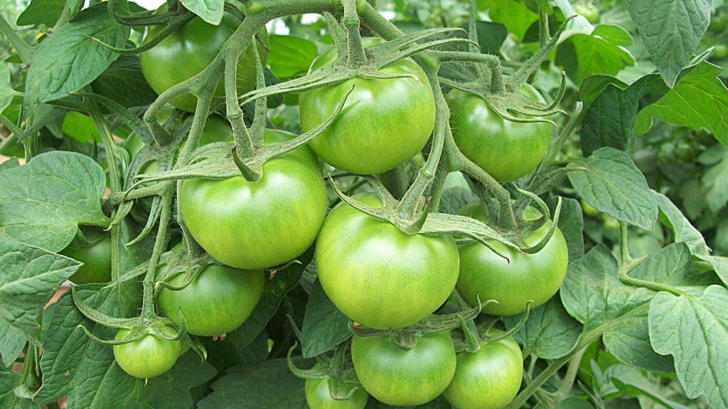 green tomato