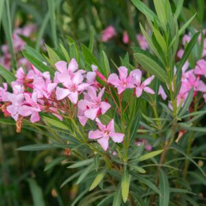 Nerium Oleander Light Pink Plant