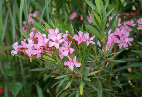 Nerium Oleander Light Pink Plant