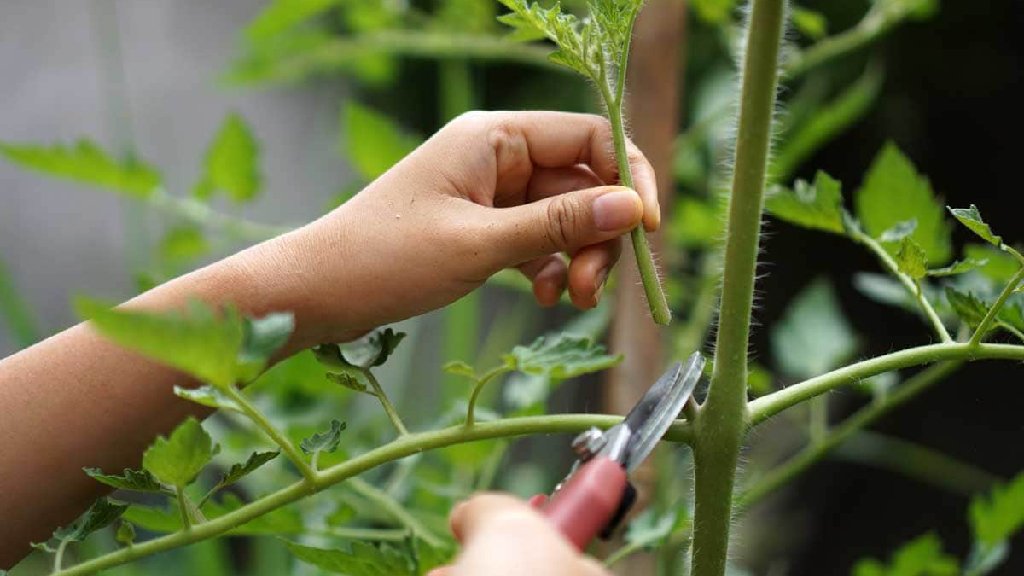 pruning vegetable plant