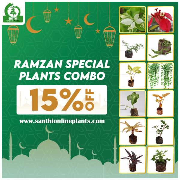 Ramadan Special Plants Combo