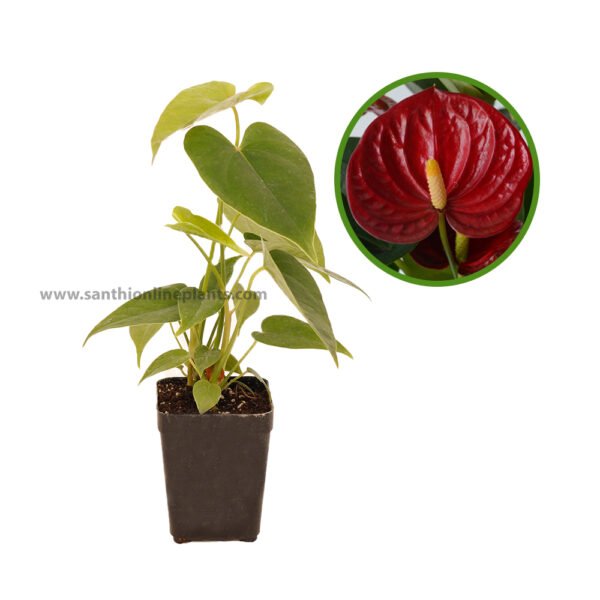 anthurium mauritius red