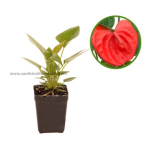 anthurium tropical red