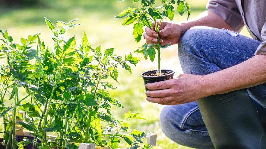 repotting thakkali