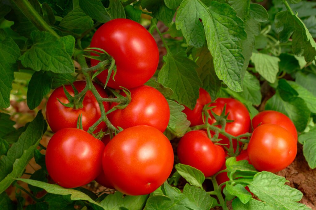 tomato plant